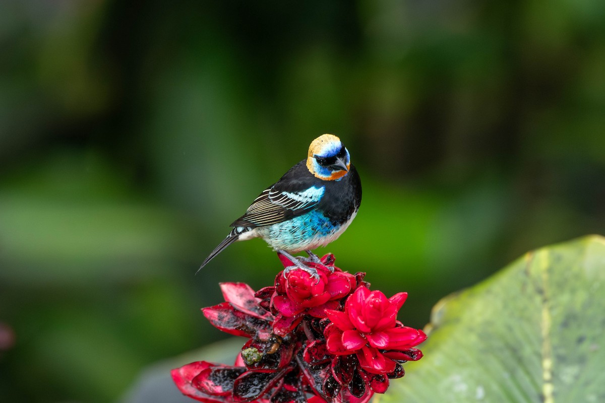 Golden-hooded Tanager - Rich and Lynne Glassford