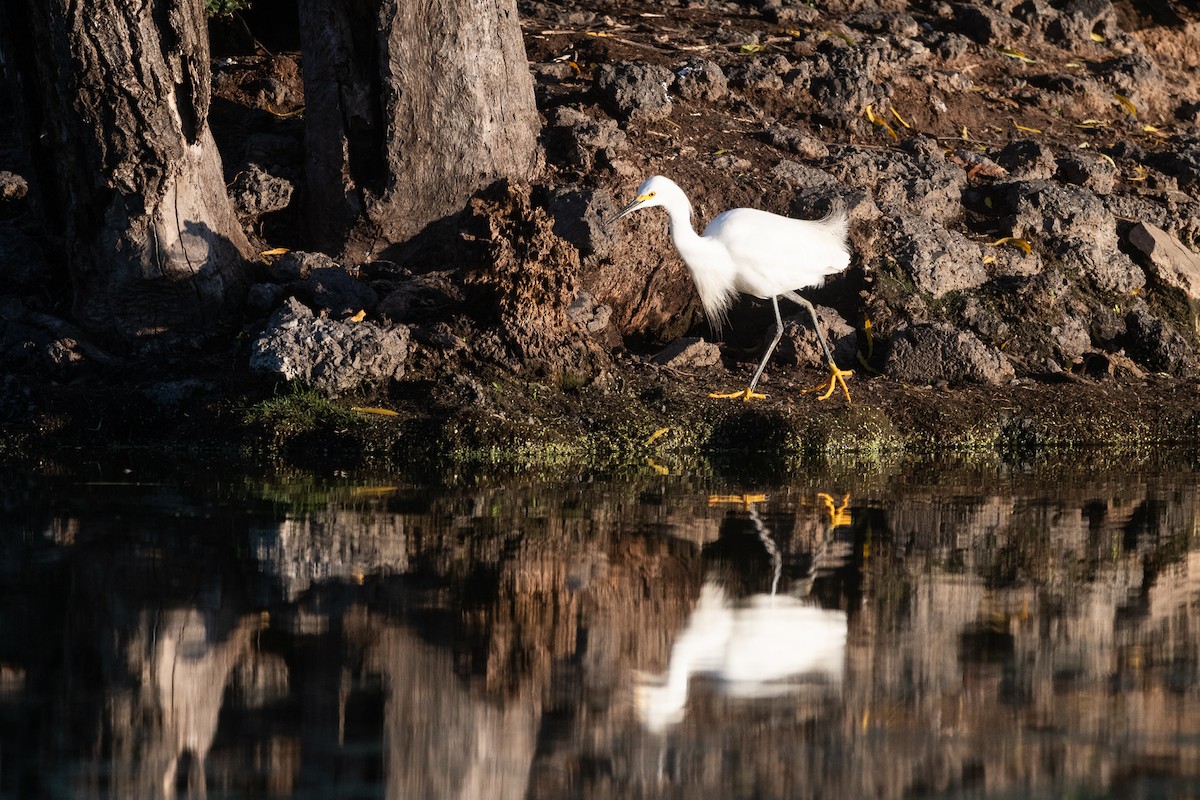 Snowy Egret - ML619350727