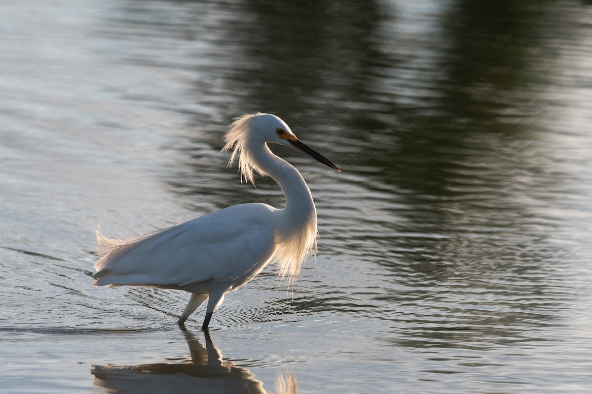 Snowy Egret - Nicolas Mazzini