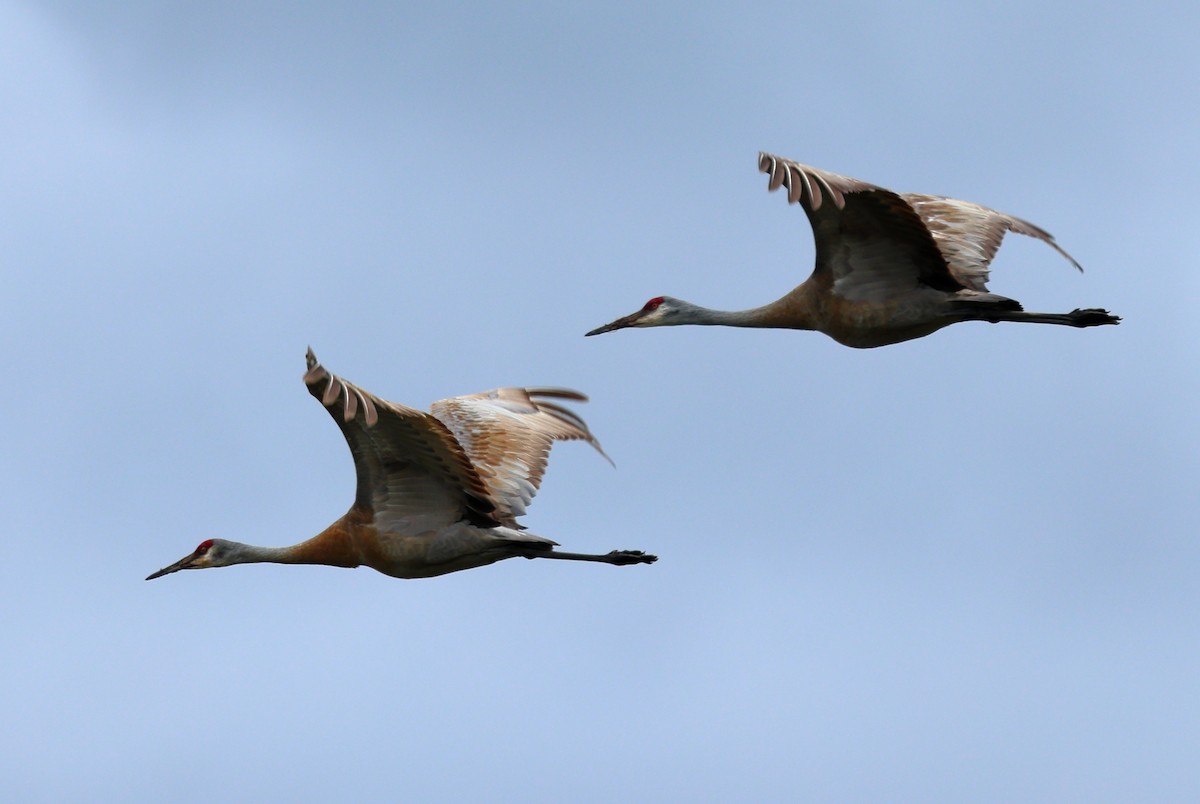 Sandhill Crane (canadensis) - ML619350741