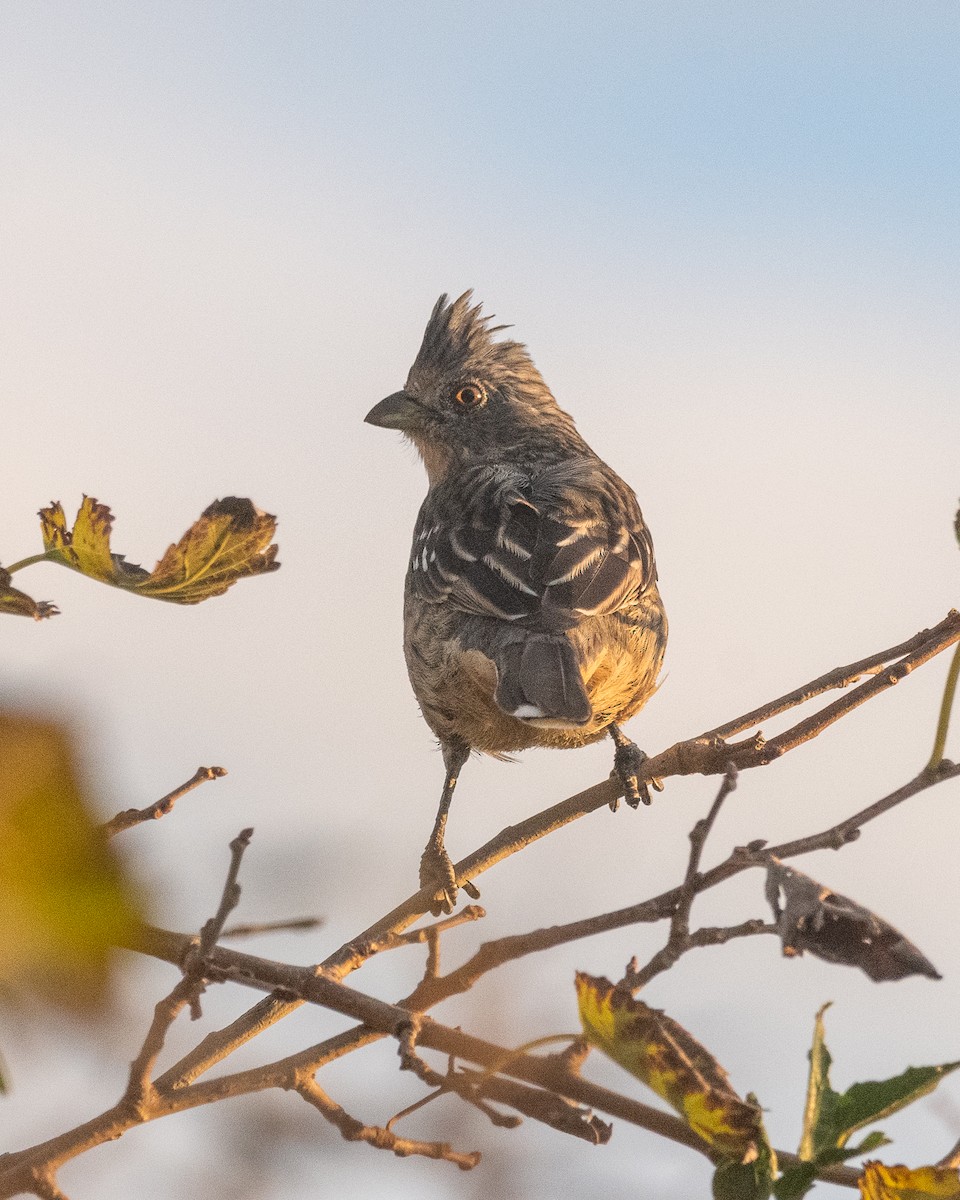 White-tipped Plantcutter - Nicolas Mazzini