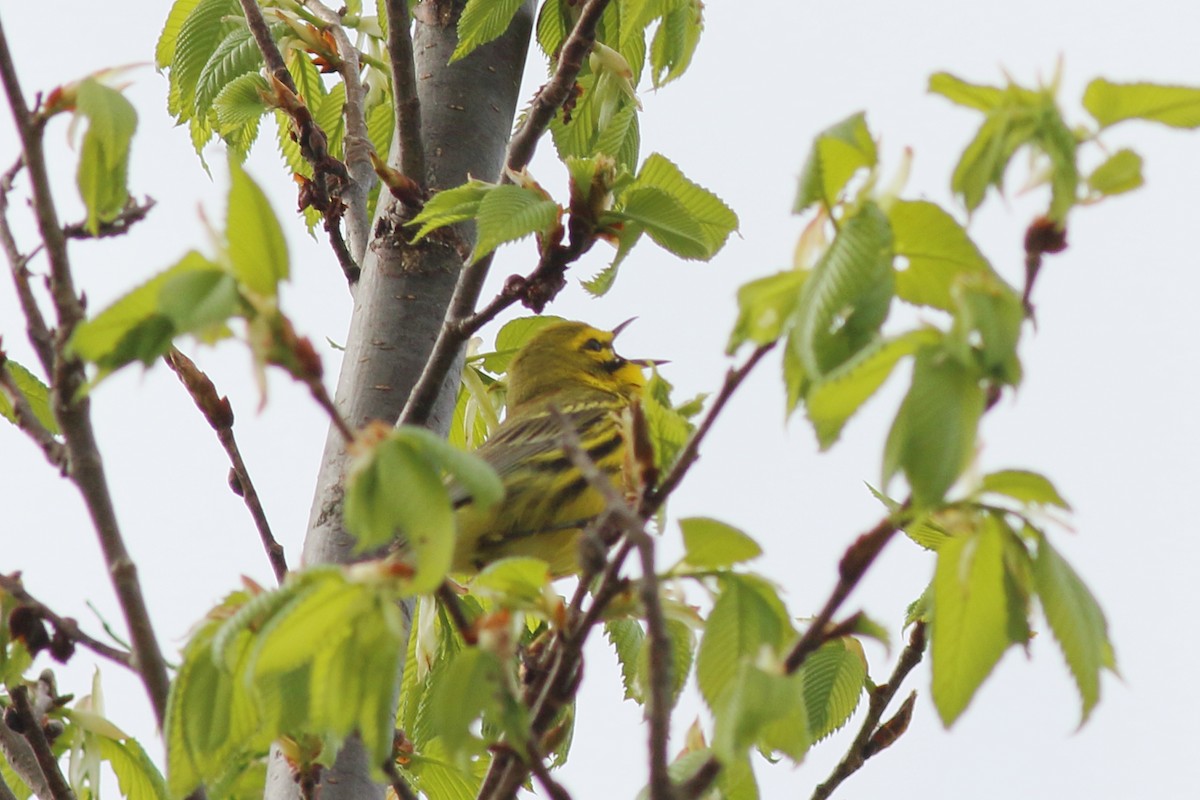 Prairie Warbler - Jarmo Jalava