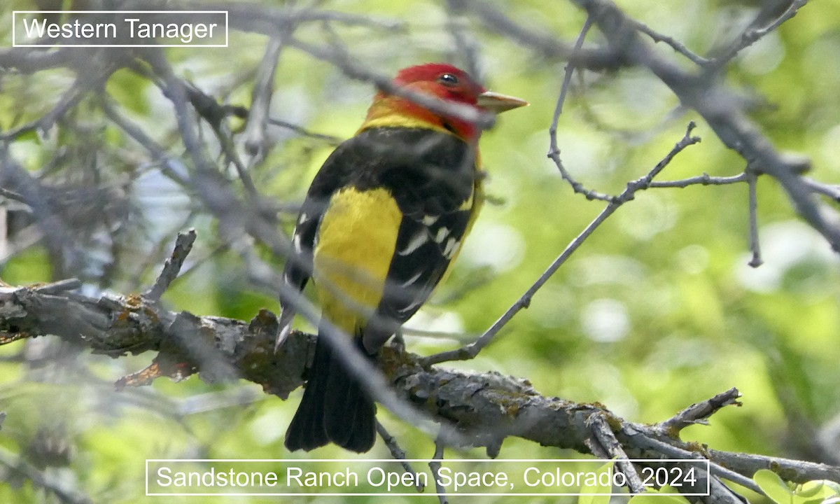 Western Tanager - Don Hall