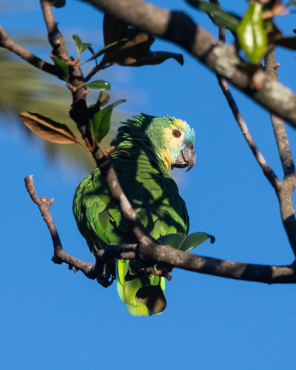 Turquoise-fronted Parrot - Nicolas Mazzini