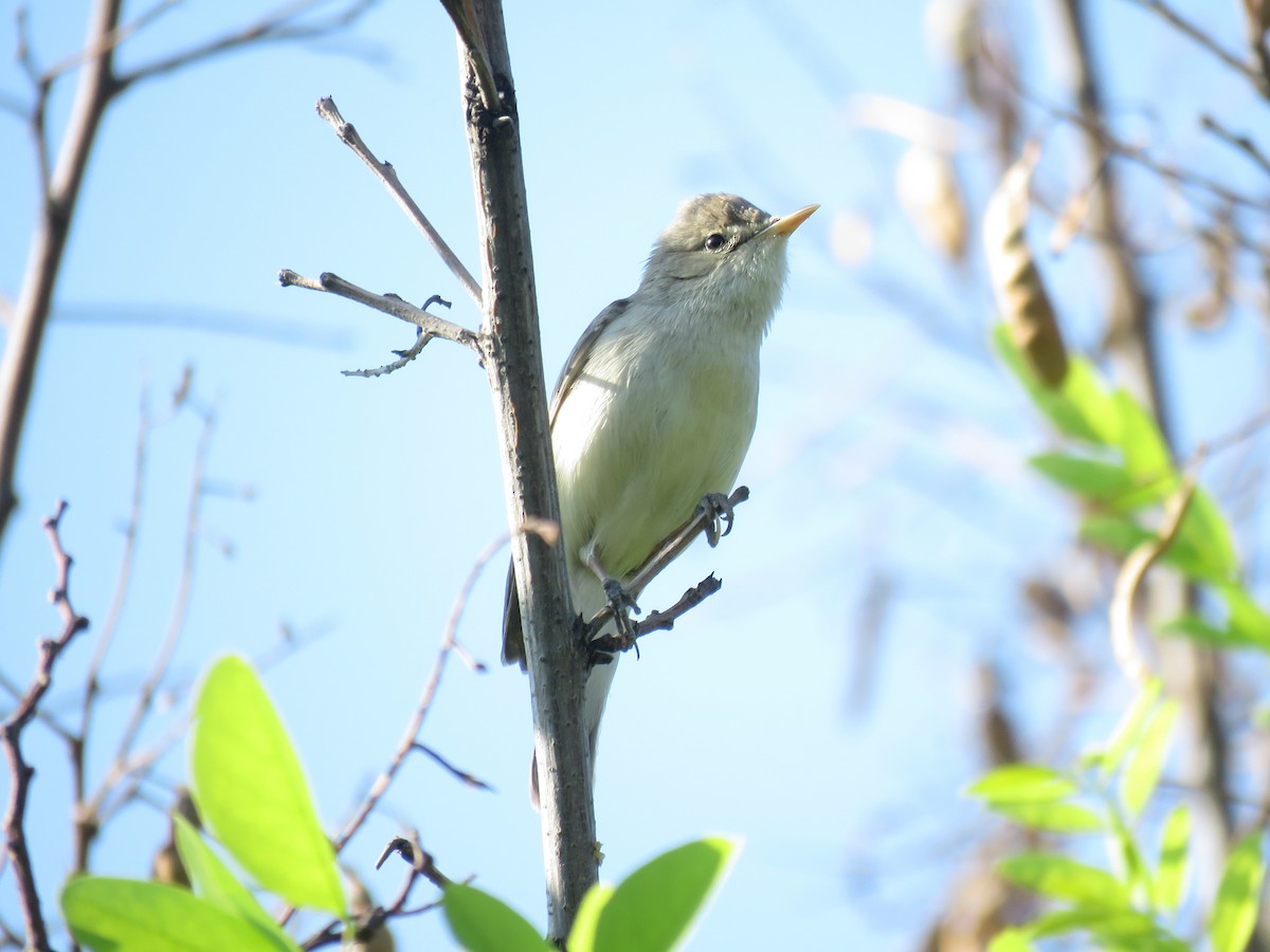 Eastern Olivaceous Warbler - Houman Doroudi