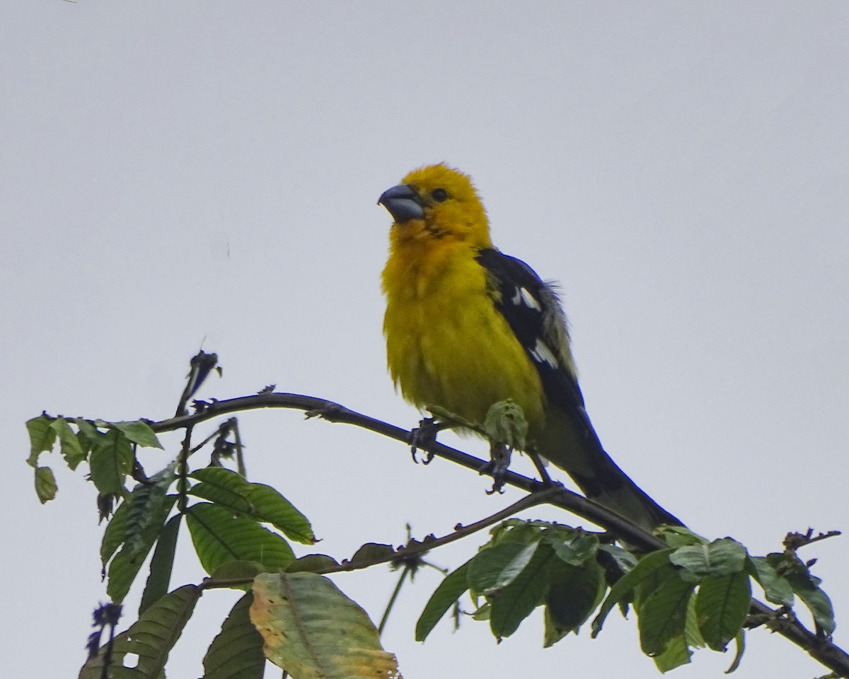 Golden Grosbeak - Daniel Pérez Peña