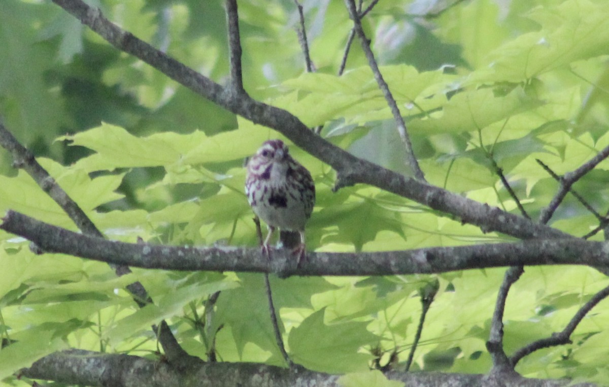 Song Sparrow - kim nordquest