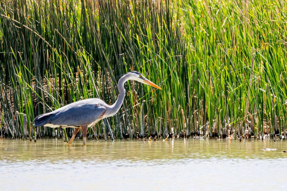 Great Blue Heron (Great Blue) - Ron Horn