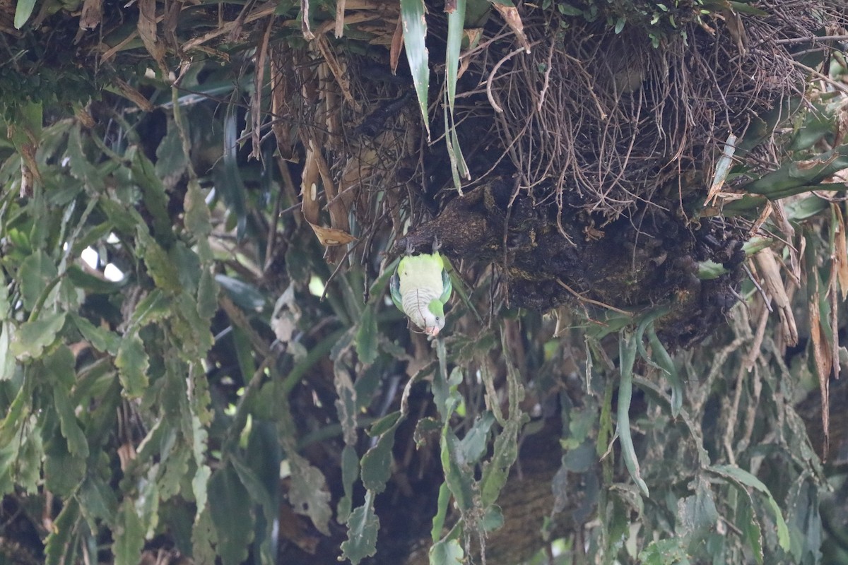 Monk Parakeet - Henrique Ressel