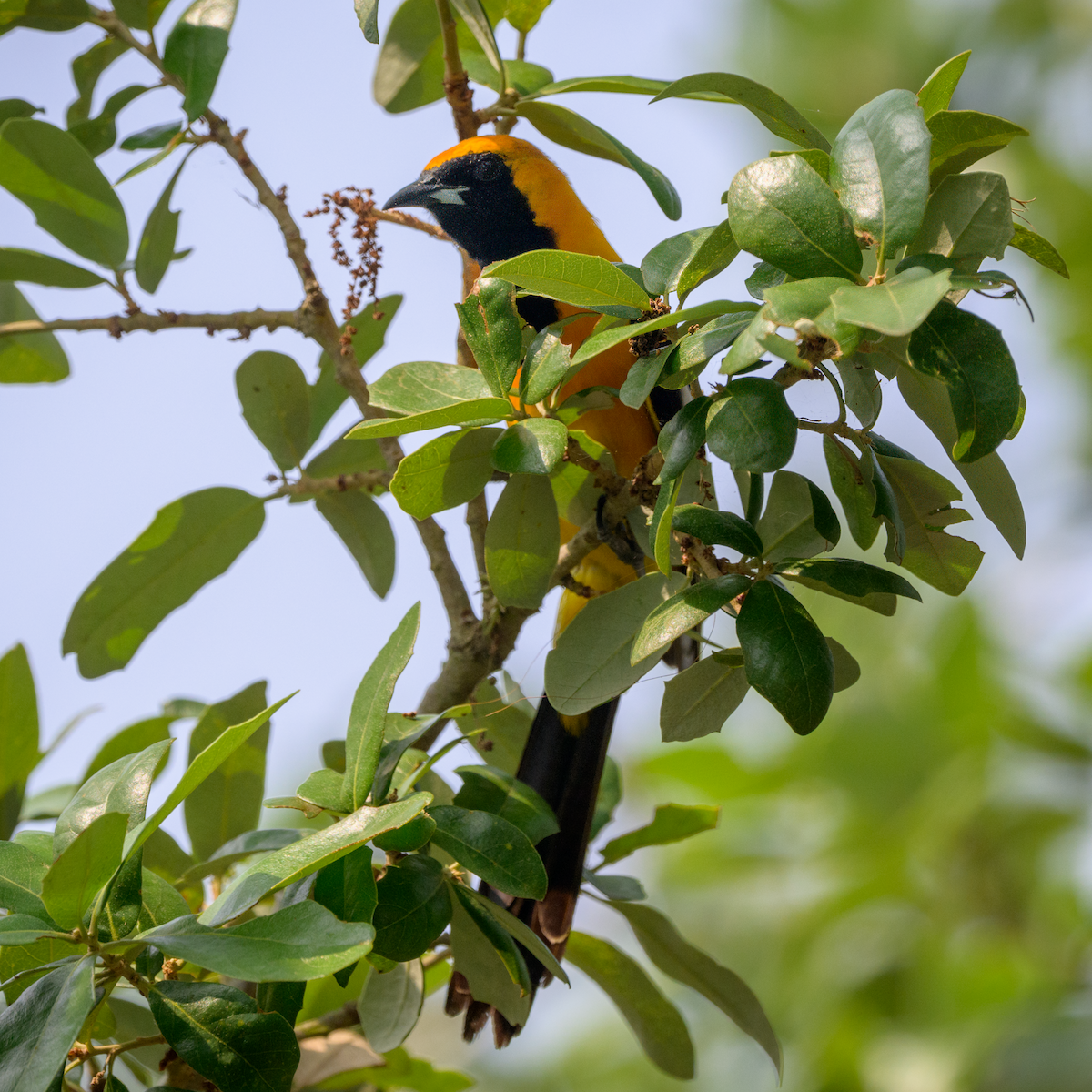 Hooded Oriole - Frank Farese