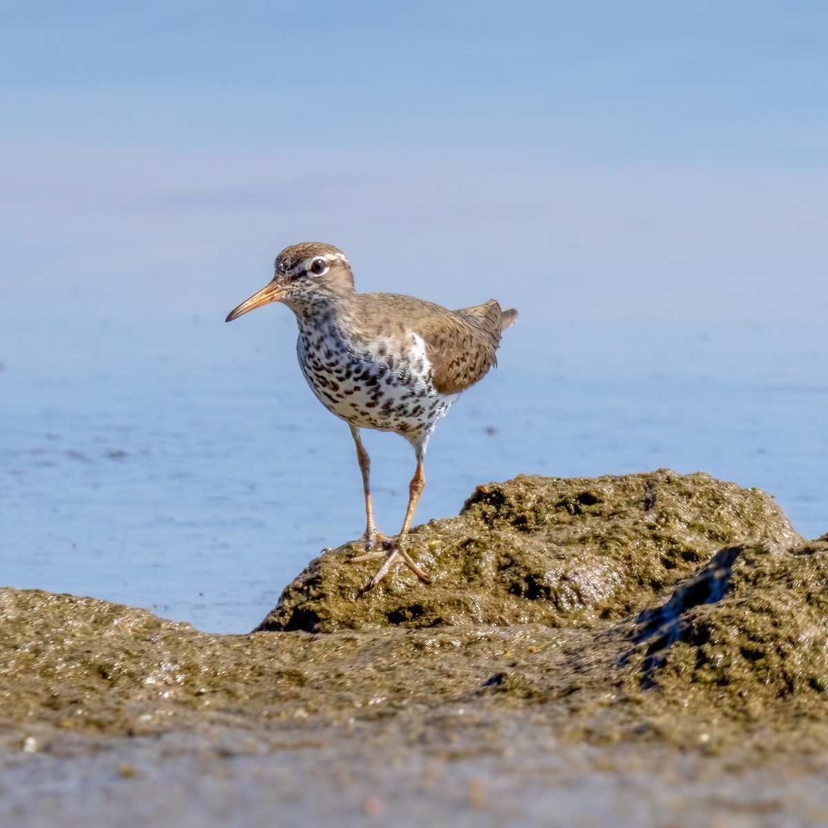 Spotted Sandpiper - Mary Louise