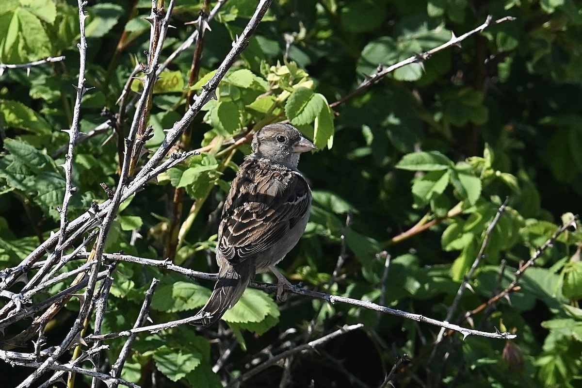 House Sparrow - ML619350867