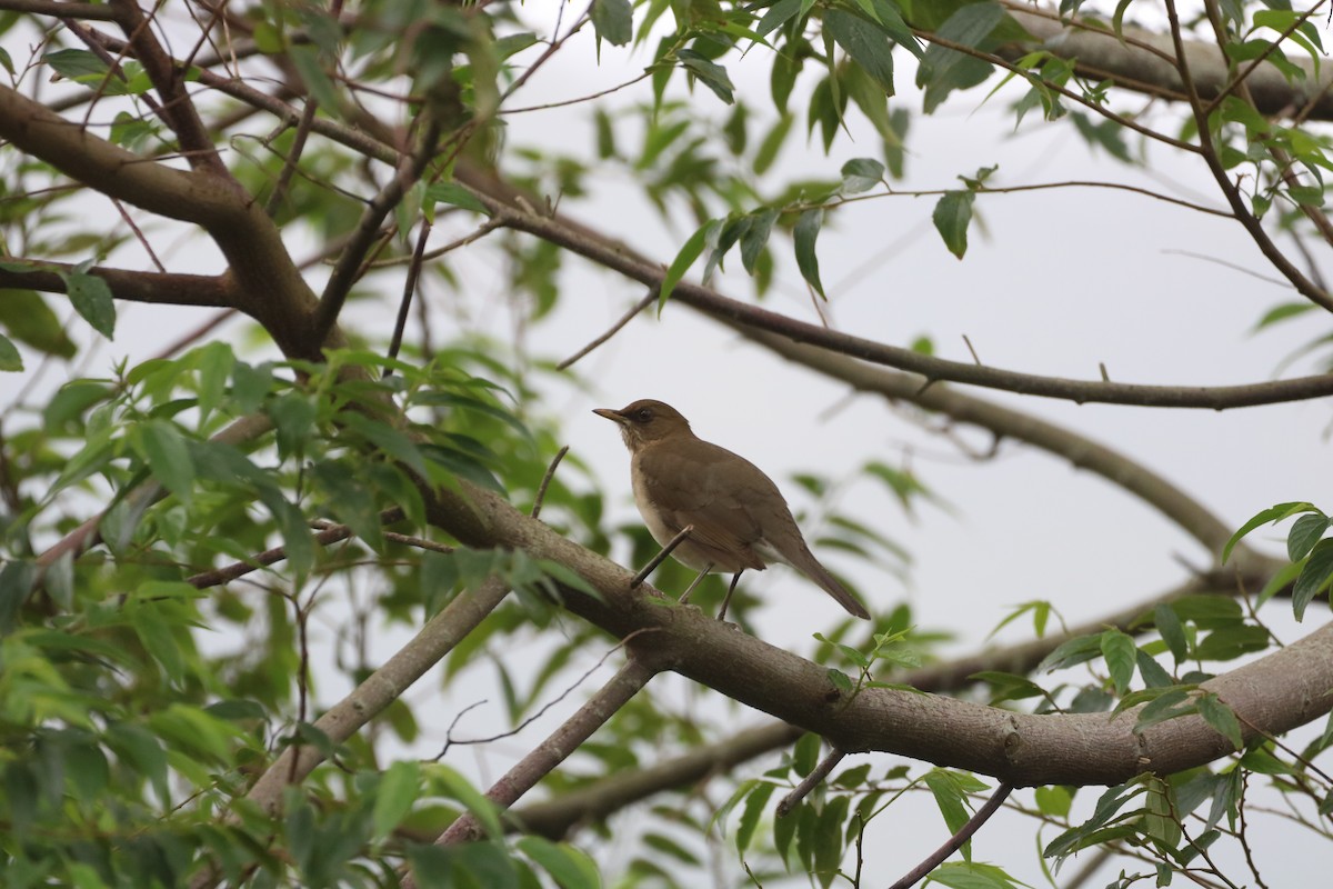 Creamy-bellied Thrush - Henrique Ressel