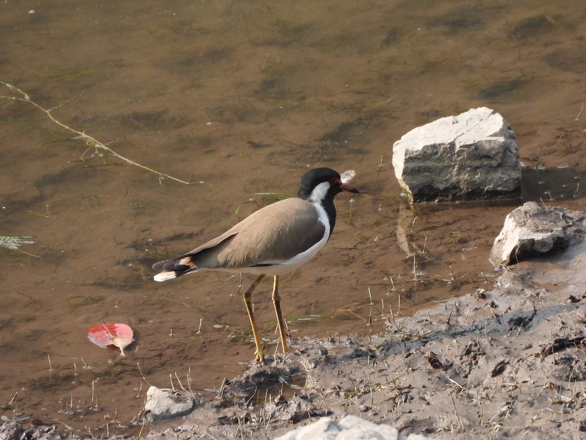 Red-wattled Lapwing - ML619350876