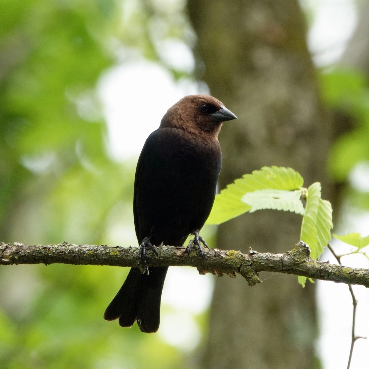 Brown-headed Cowbird - Carl Haynie