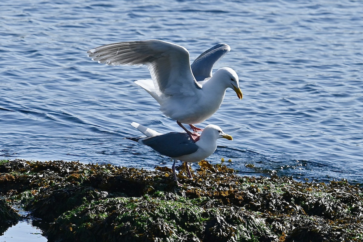 Glaucous-winged Gull - Dong Qiu
