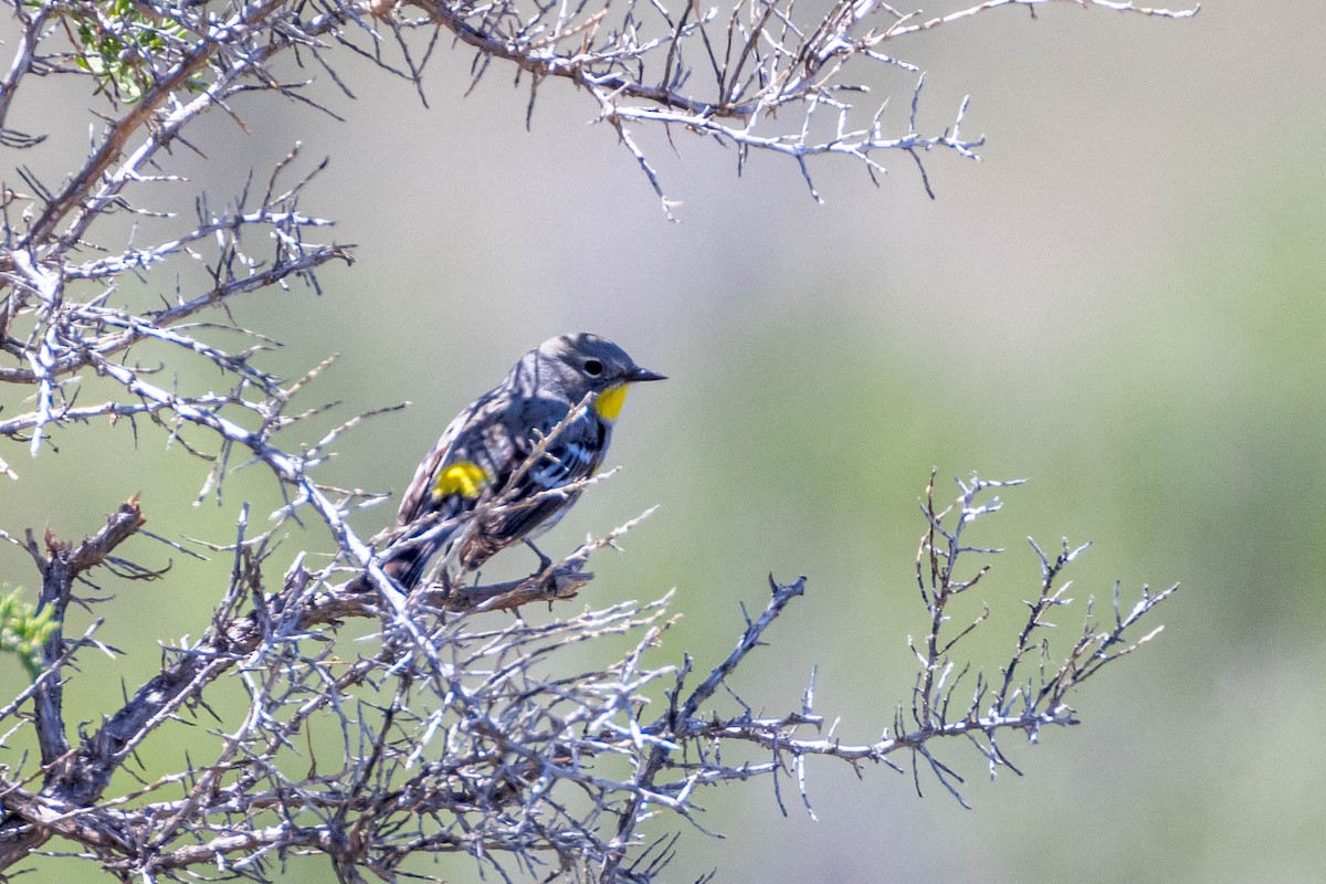 Yellow-rumped Warbler (Audubon's) - Ron Horn