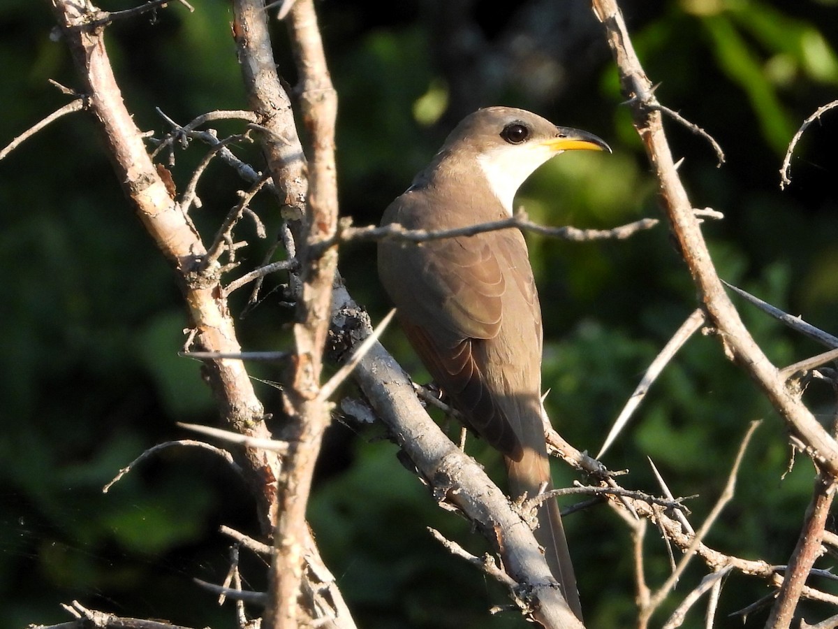 Yellow-billed Cuckoo - ML619350922