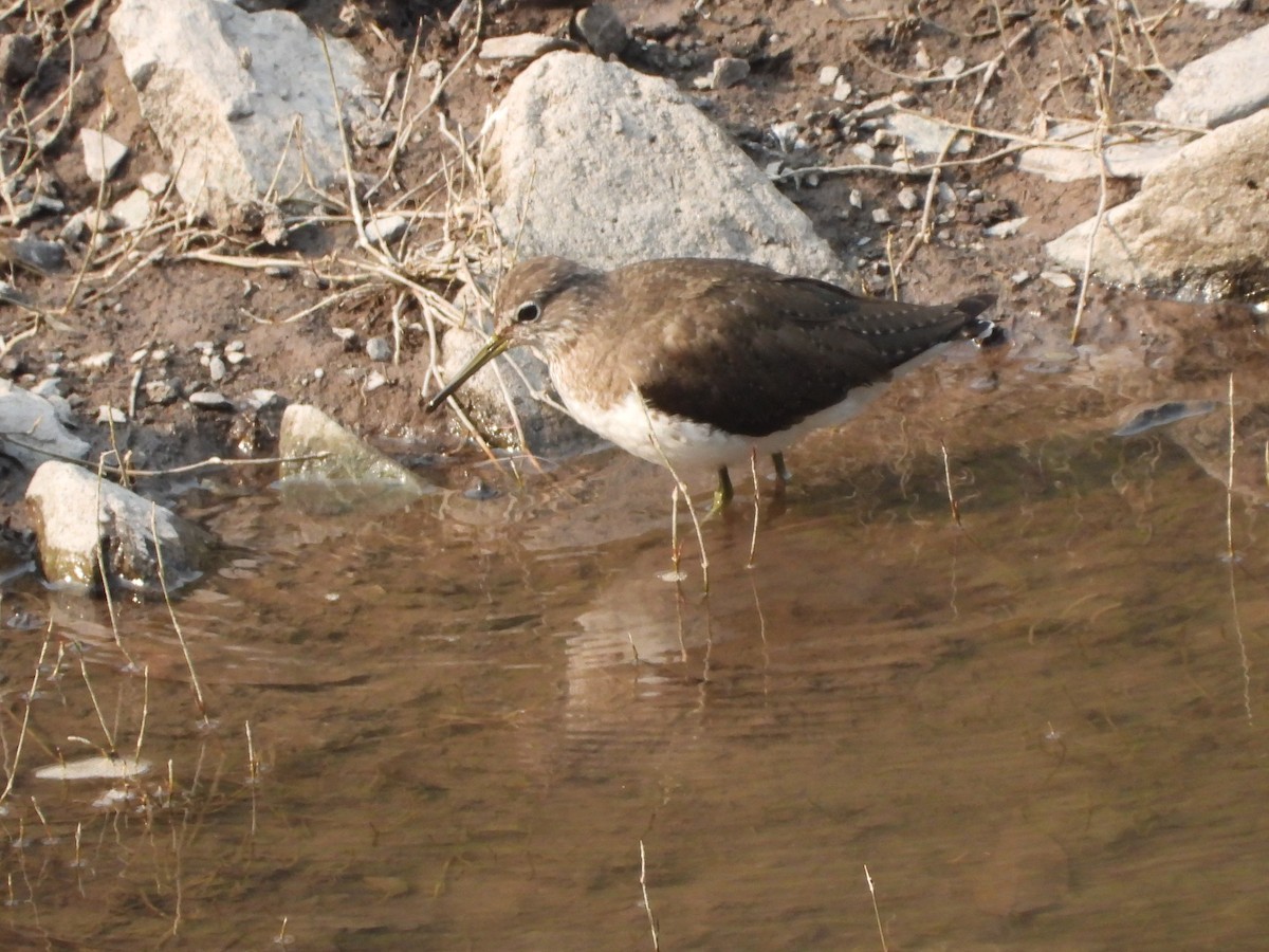 Common Sandpiper - Veda Nadendla