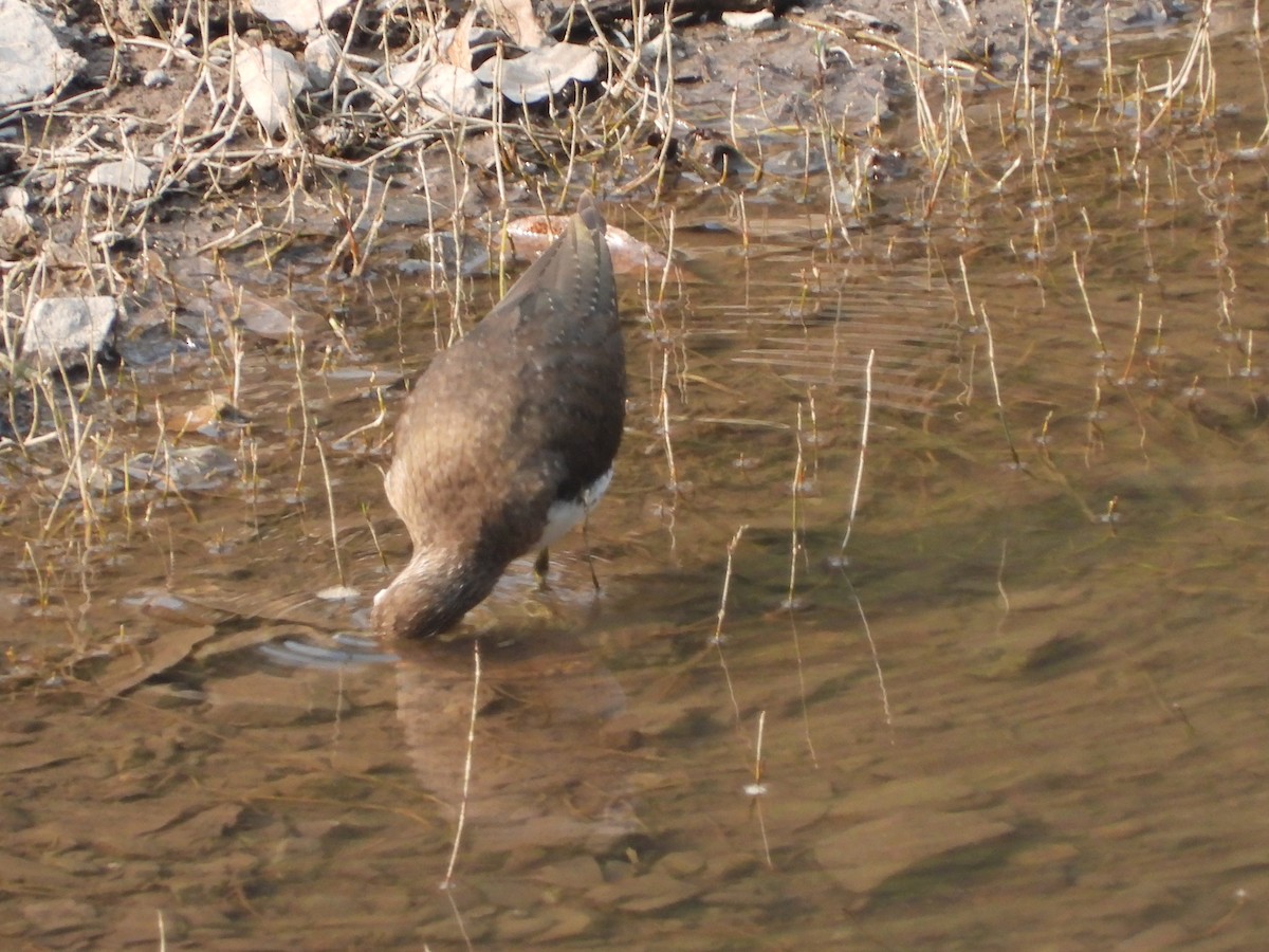 Common Sandpiper - Veda Nadendla