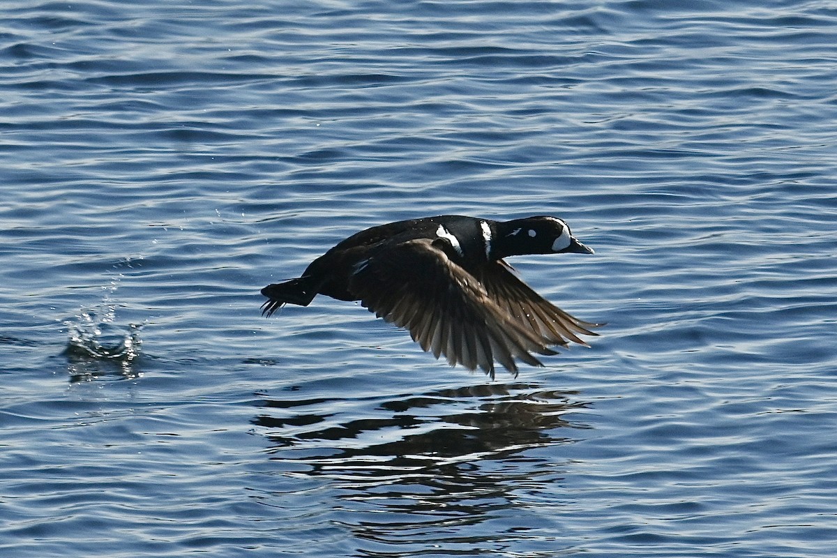 Pato Arlequín - ML619350954