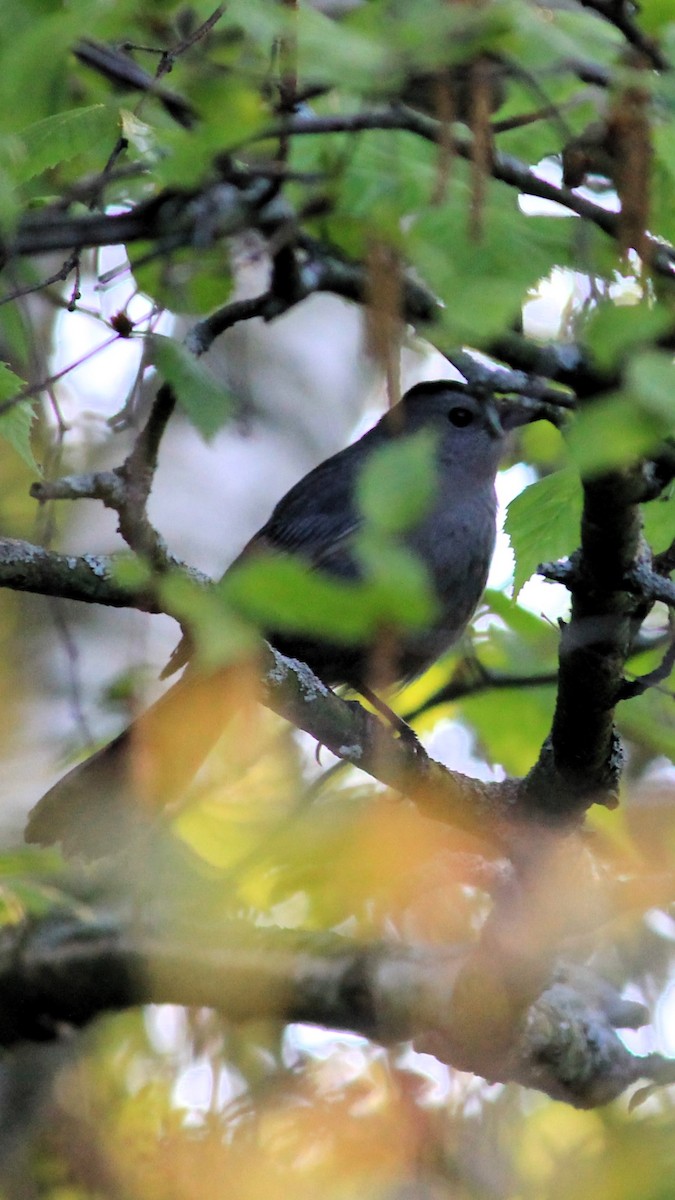 Gray Catbird - Alex Petrou