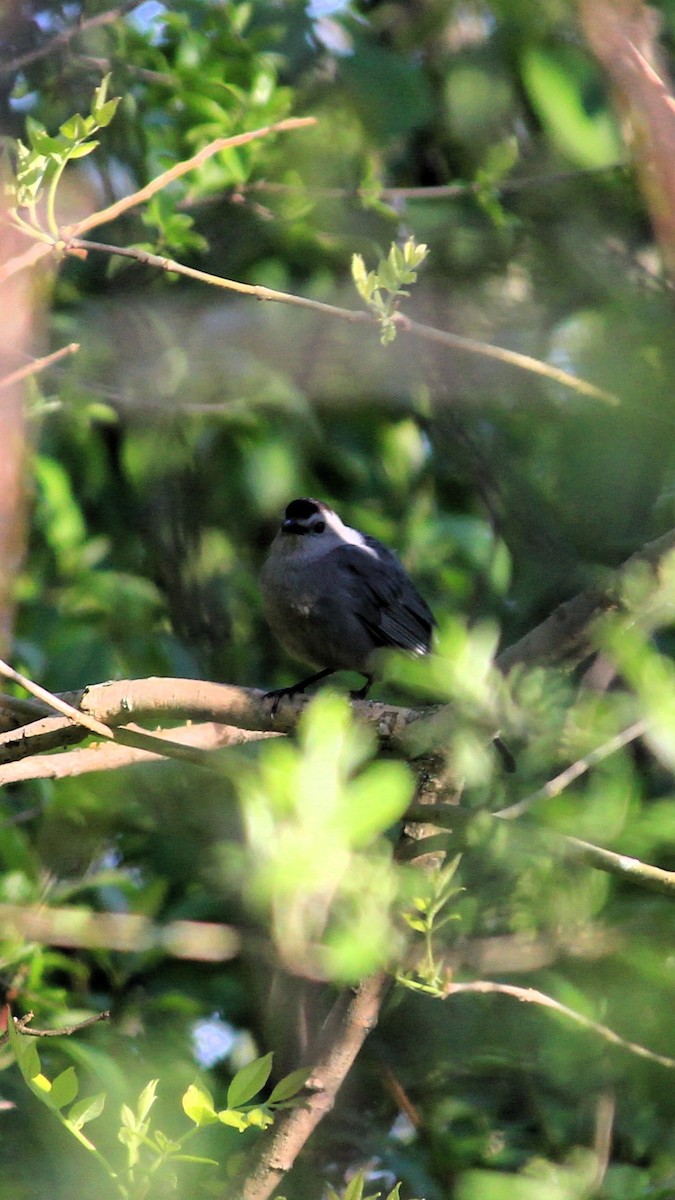 Gray Catbird - Alex Petrou