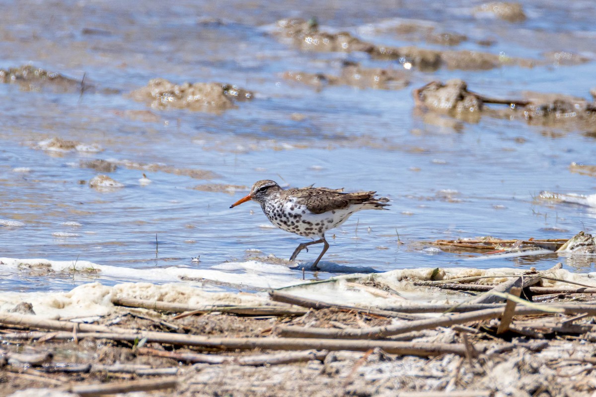 Spotted Sandpiper - Ron Horn