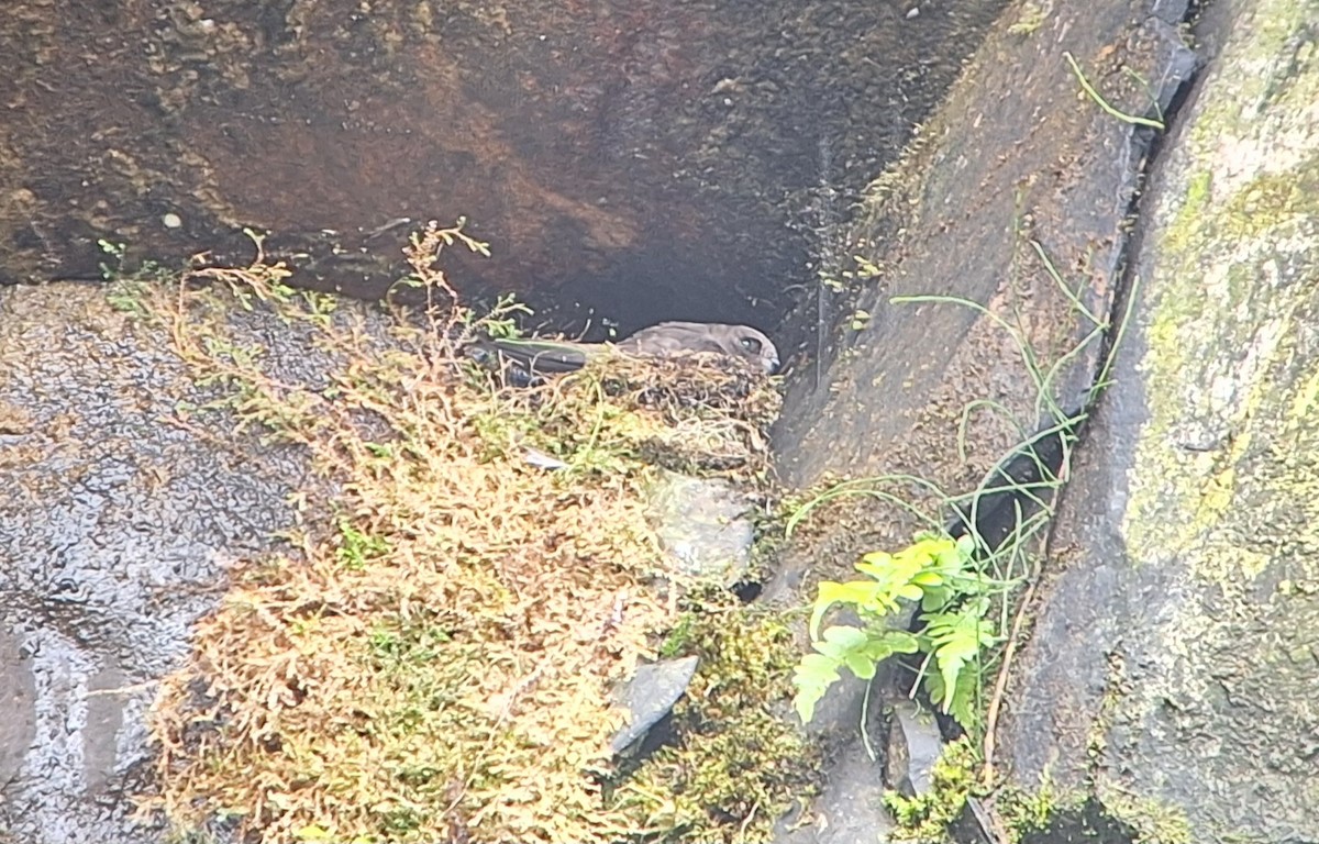 White-chinned Swift - ML619350979