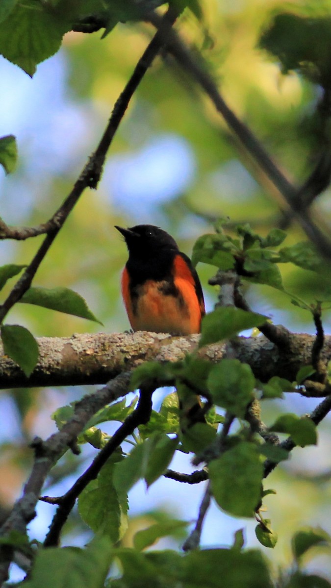 American Redstart - Alex Petrou