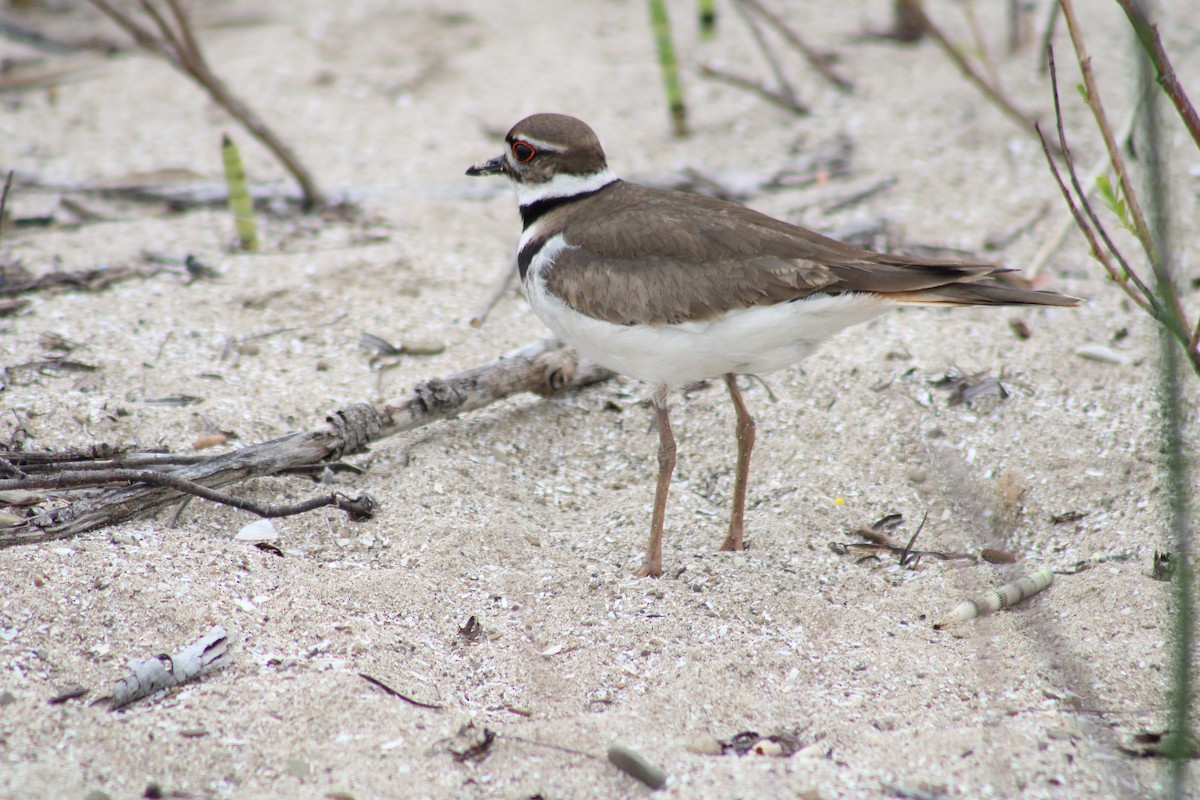 Killdeer - kim nordquest