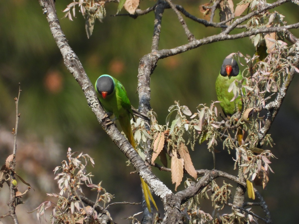 Slaty-headed Parakeet - Veda Nadendla