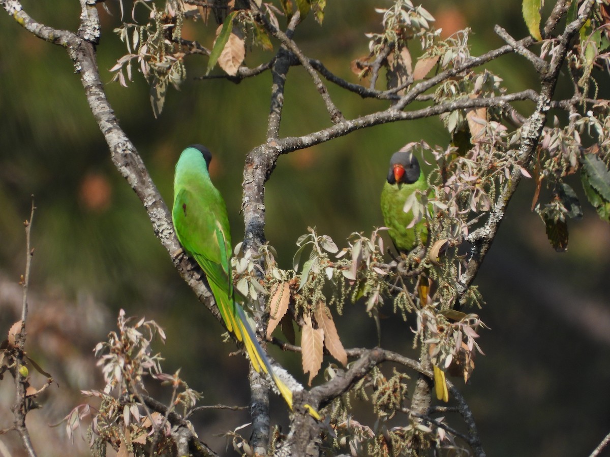 Slaty-headed Parakeet - Veda Nadendla