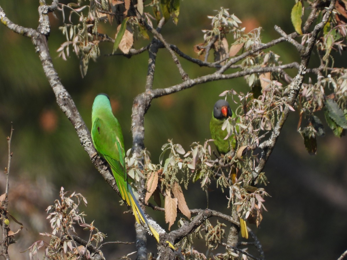 Slaty-headed Parakeet - Veda Nadendla
