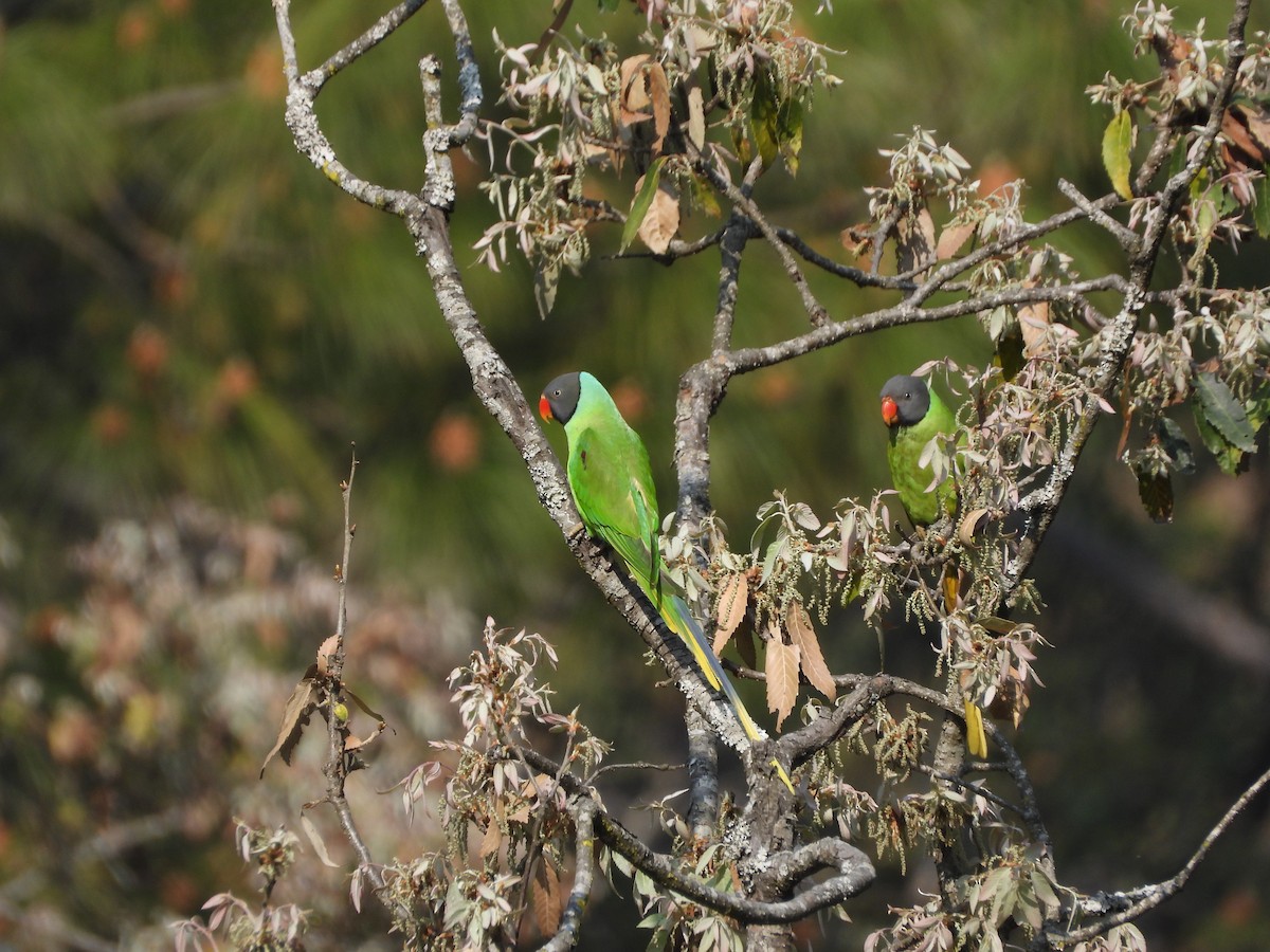 Slaty-headed Parakeet - Veda Nadendla