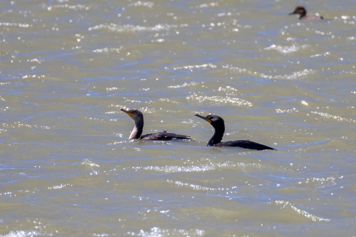 Double-crested Cormorant - Ron Horn