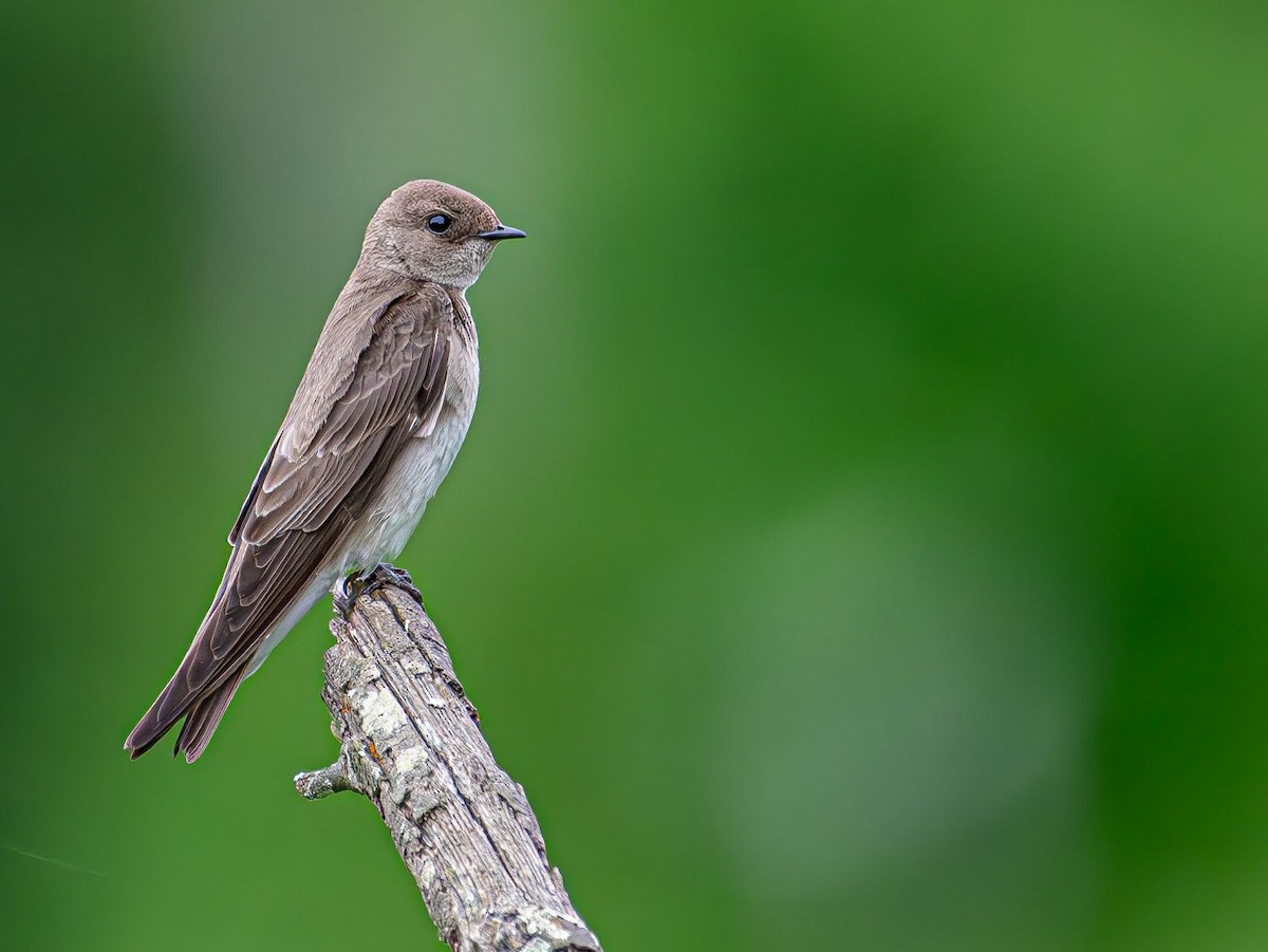 Northern Rough-winged Swallow - Guy DiRoma