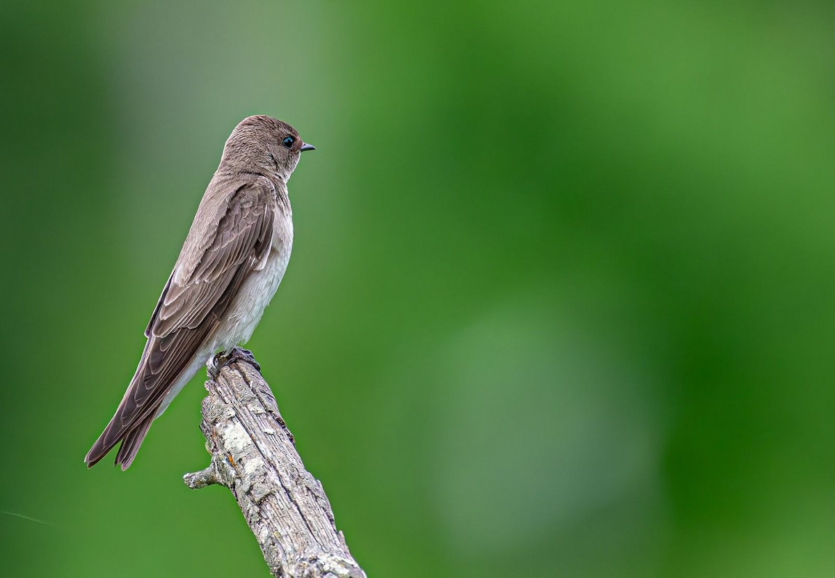 Northern Rough-winged Swallow - Guy DiRoma