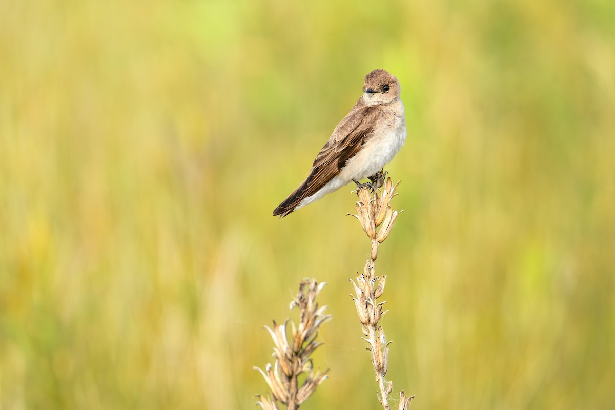 Northern Rough-winged Swallow - Collin Porter