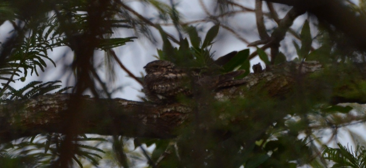 Lesser Nighthawk - Christopher Brink