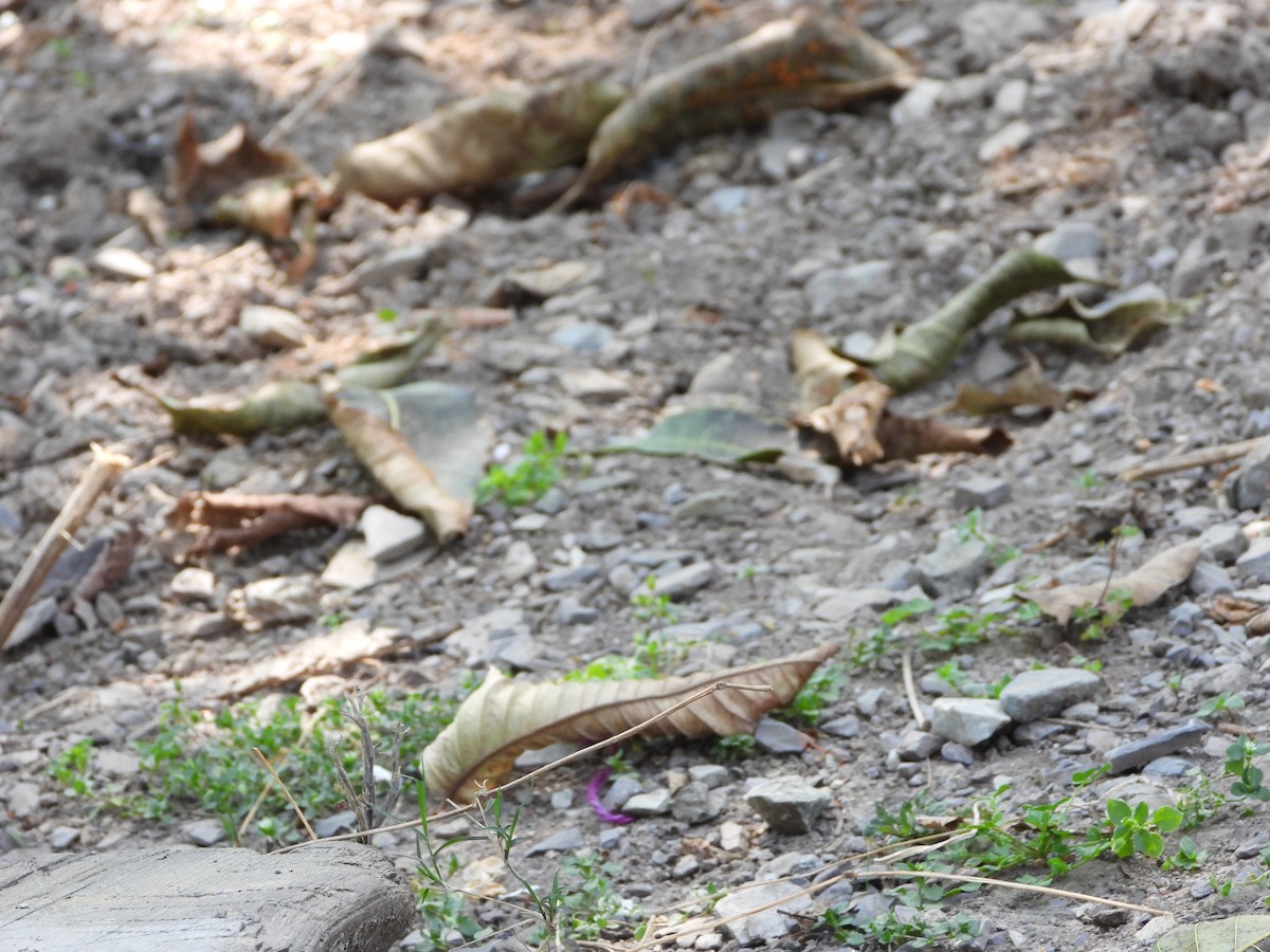 White-throated Laughingthrush - Veda Nadendla