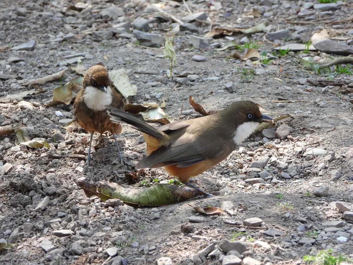 White-throated Laughingthrush - Veda Nadendla