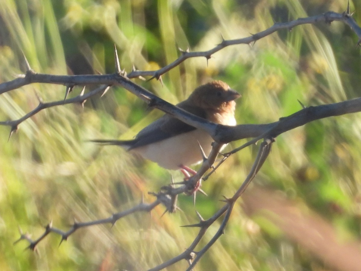 African Silverbill - ML619351127