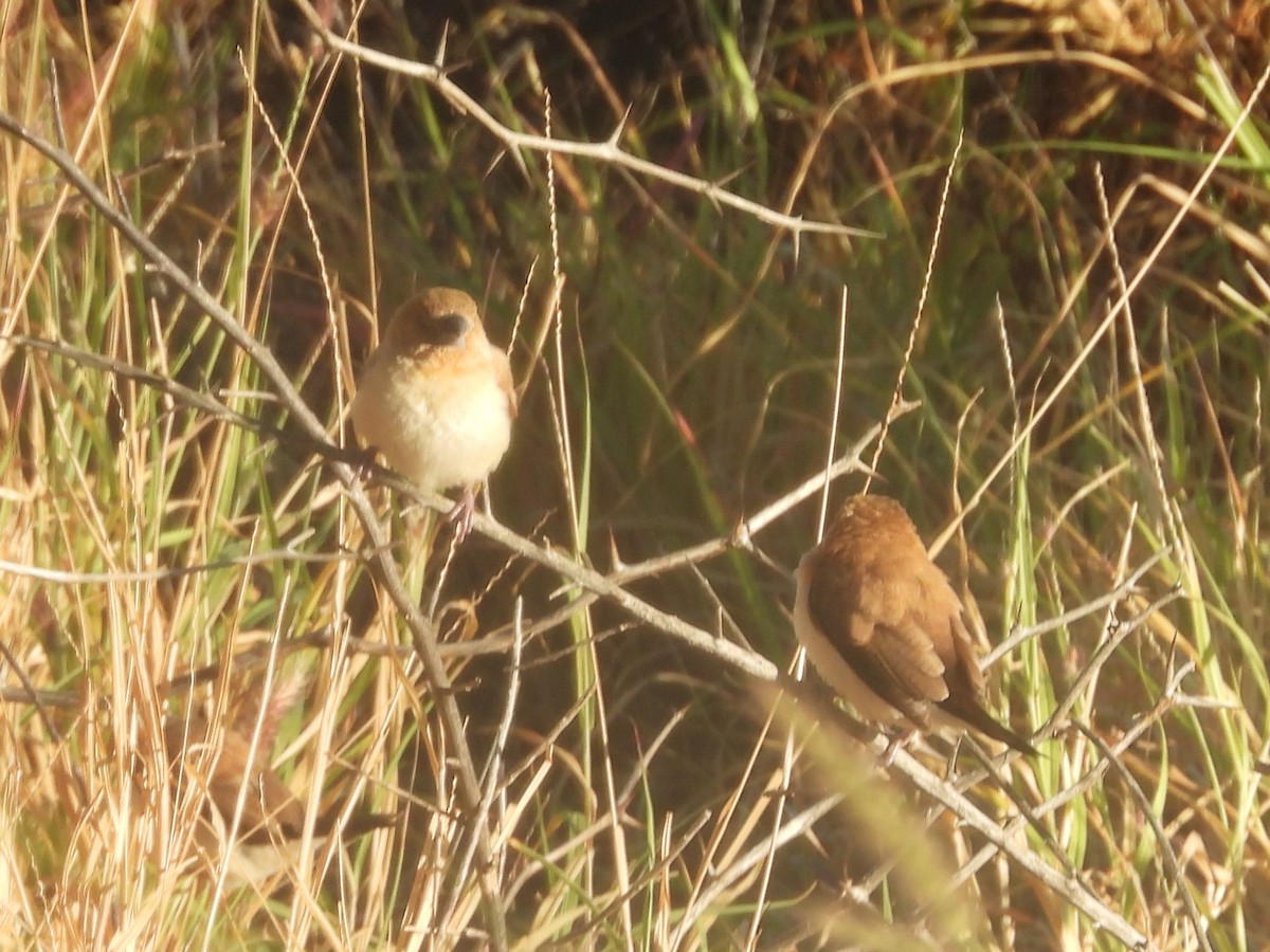 African Silverbill - ML619351128