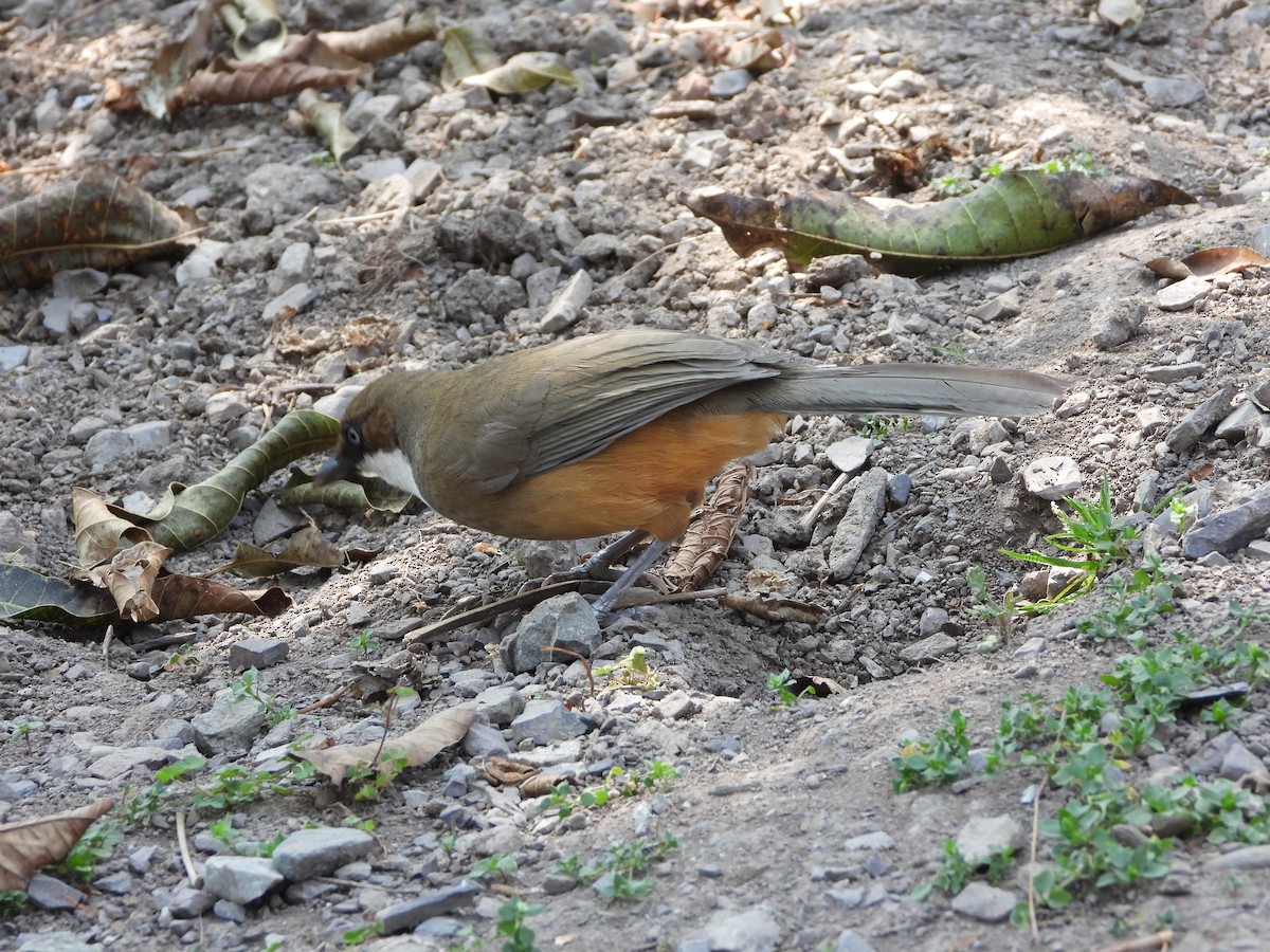 White-throated Laughingthrush - Veda Nadendla