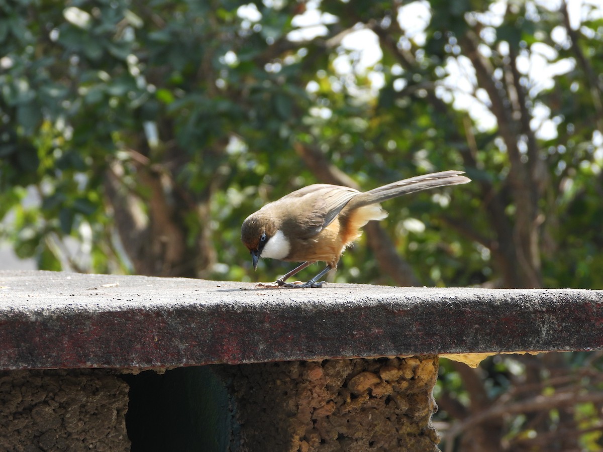 White-throated Laughingthrush - Veda Nadendla