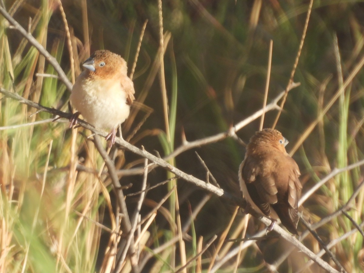 African Silverbill - ML619351131