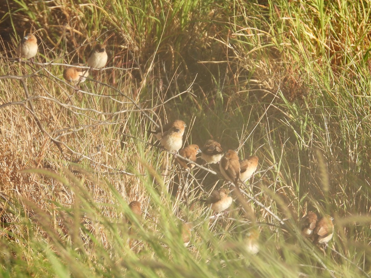 Capuchino Picoplata Africano - ML619351133