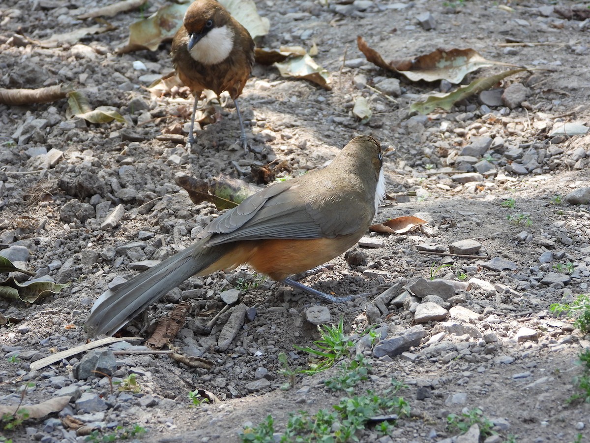 White-throated Laughingthrush - Veda Nadendla