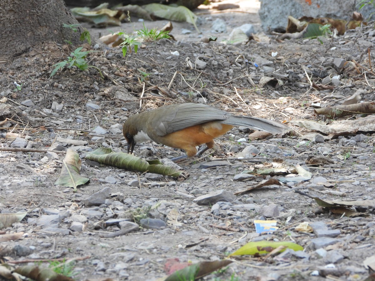 White-throated Laughingthrush - Veda Nadendla